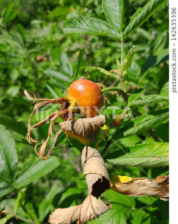 Rose Hip Berry Close Up Among Green Leaves in Summer Garden Rose Hip Berry Close Up Among Green Leaves in Summer Garden 142635396
