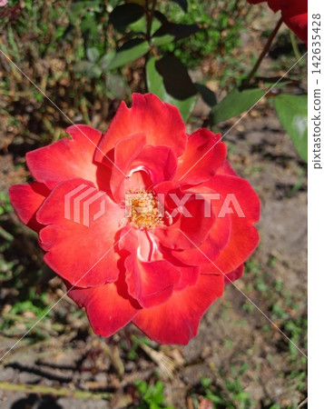 Beautiful Roses Blooming in Sunny Garden Close Up Beautiful Roses Blooming in Sunny Garden Close Up 142635428