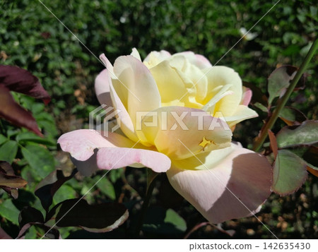 Beautiful Roses Blooming in Sunny Garden Close Up Beautiful Roses Blooming in Sunny Garden Close Up 142635430