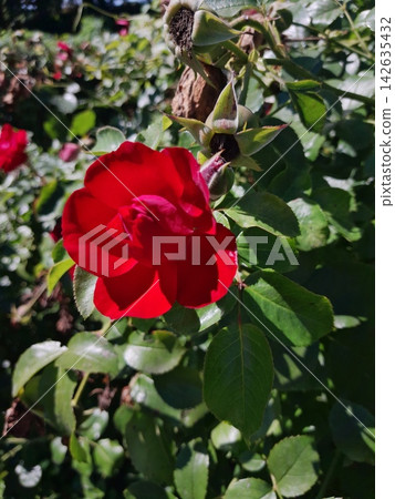 Beautiful Roses Blooming in Sunny Garden Close Up Beautiful Roses Blooming in Sunny Garden Close Up 142635432