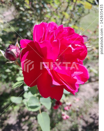 Beautiful Roses Blooming in Sunny Garden Close Up Beautiful Roses Blooming in Sunny Garden Close Up 142635435