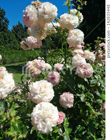 Beautiful Roses Blooming in Sunny Garden Close Up Beautiful Roses Blooming in Sunny Garden Close Up 142635448