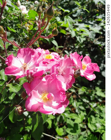 Beautiful Roses Blooming in Sunny Garden Close Up Beautiful Roses Blooming in Sunny Garden Close Up 142635449
