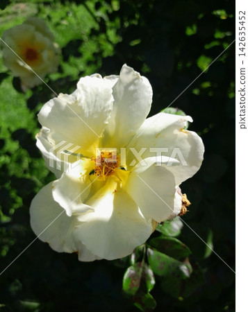 Beautiful Roses Blooming in Sunny Garden Close Up Beautiful Roses Blooming in Sunny Garden Close Up 142635452