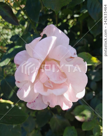 Beautiful Roses Blooming in Sunny Garden Close Up Beautiful Roses Blooming in Sunny Garden Close Up 142635464