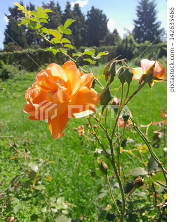 Beautiful Roses Blooming in Sunny Garden Close Up 142635466