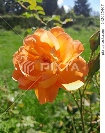 Beautiful Roses Blooming in Sunny Garden Close Up Beautiful Roses Blooming in Sunny Garden Close Up 142635467