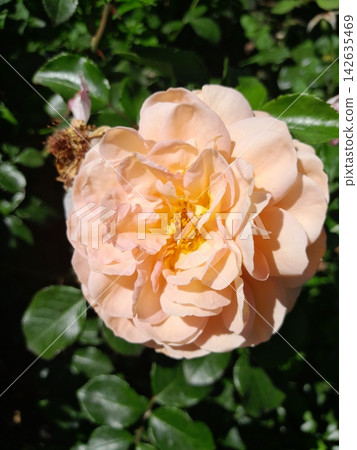 Beautiful Roses Blooming in Sunny Garden Close Up Beautiful Roses Blooming in Sunny Garden Close Up 142635469