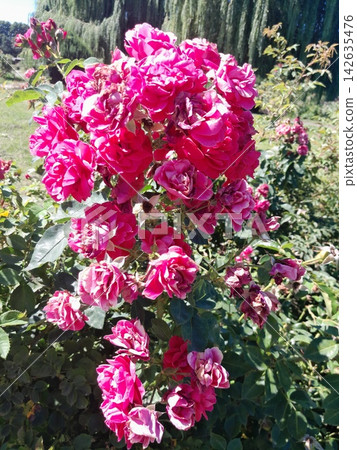 Beautiful Roses Blooming in Sunny Garden Close Up Beautiful Roses Blooming in Sunny Garden Close Up 142635476