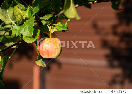 Closeup Of Ripe Apple On Branch With Blurred Brown Background And Copy Space For Advertising Text. Fresh Fruit Concept. Closeup Of Ripe Apple On Branch With Blurred Brown Background And Copy Space For Advertising Text. Fresh Fruit Concept. 142635871
