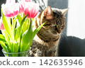 Pink tulips flowers. Floral bud. Tulip flower with tabby cat portrait 142635946