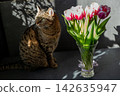 Tabby Cat with Pink tulips flowers. Floral bud. Tulip flower with tabby cat 142635947