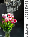 Pink tulips flowers. Floral bud. Tulip flower top view. Dark gray background 142635948