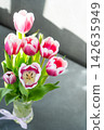 Pink tulips flowers. Floral bud. Tulip flower top view. Sun Light background. 142635949