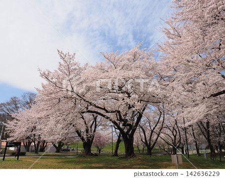 Cherry blossoms at Kajo Park, Yamagata Castle Ruins, Yamagata Prefecture Cherry blossoms at Kajo Park, Yamagata Castle Ruins, Yamagata Prefecture 142636229