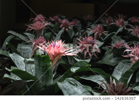 luminous pink Aechmea fasciata bloom rising gracefully above a sea of silvery, frosted-green foliage fading into a moody, low-light background. luminous pink Aechmea fasciata bloom rising gracefully above a sea of silvery, frosted-green foliage fading into a moody, low-light background. 142636307