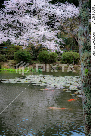 Cherry blossoms bloom, water lilies float, and carp and ducks swim in the spring pond (Togyo-an Temple) Cherry blossoms bloom, water lilies float, and carp and ducks swim in the spring pond (Togyo-an Temple) 142636399