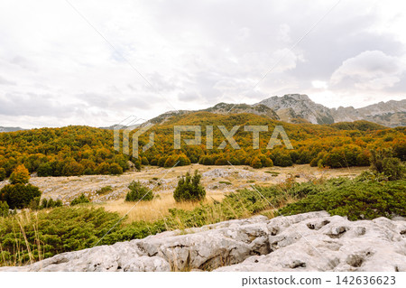 Picturesque mountain landscape with thick clouds above. Golden colors in mountain forest. Hiking. Picturesque mountain landscape with thick clouds above. Golden colors in mountain forest. Hiking. 142636623