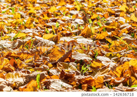 Orange and yellow fallen leaves in the sunlight. Orange and yellow fallen leaves in the sunlight. 142636718
