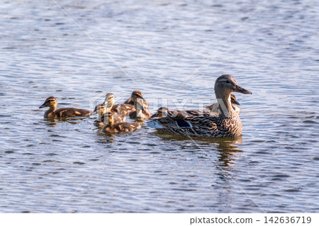 A family of ducks, a duck and its little ducklings are swimming in the water. The duck takes care of its newborn ducklings. Mallard, lat. Anas platyrhynchos A family of ducks, a duck and its little ducklings are swimming in the water. The duck takes care of its newborn ducklings. Mallard, lat. Anas platyrhynchos 142636719