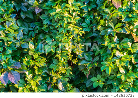 Green leaves wall background. Nature of green leaf in garden at summer. Natural green leaves plants using as spring background cover page environment ecology Green leaves wall background. Nature of green leaf in garden at summer. Natural green leaves plants using as spring background cover page environment ecology 142636722