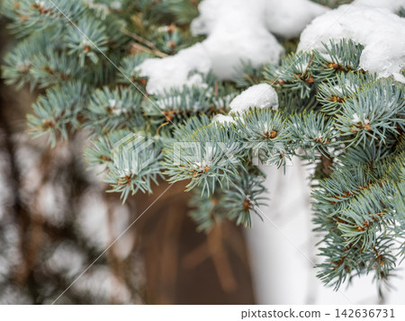 Green fir branches in winter covered with snow Green fir branches in winter covered with snow 142636731