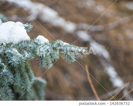 Green fir branches in winter covered with snow Green fir branches in winter covered with snow 142636732