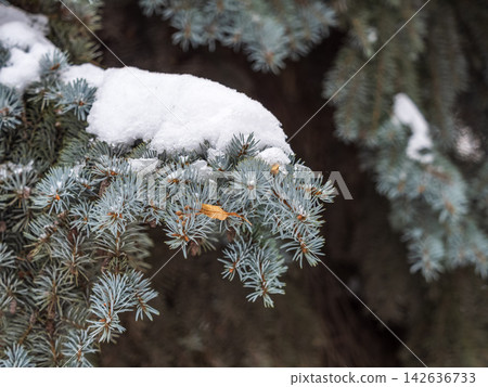 Green fir branches in winter covered with snow Green fir branches in winter covered with snow 142636733