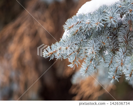 Green fir branches in winter covered with snow Green fir branches in winter covered with snow 142636734