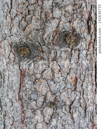 Bark texture and background of a old fir tree trunk. Detailed bark texture. Natural background 142636735