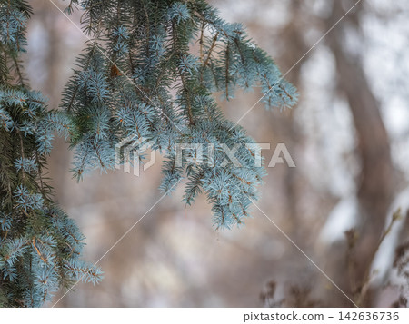 Background of green spruce branches in sunset light Background of green spruce branches in sunset light 142636736