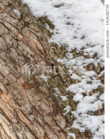 The texture of the bark of an old apple tree with snow in winter The texture of the bark of an old apple tree with snow in winter 142636738