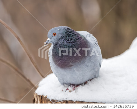 Portrait of an important pigeon. 142636739