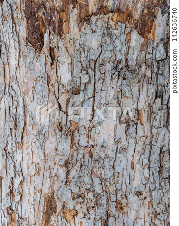 The texture of the bark of an old apple tree The texture of the bark of an old apple tree 142636740