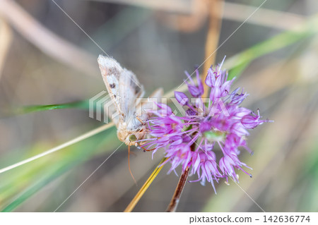 A small hairy moth (Heliothis peltigera) sits on a flower looking for nectar. The insect sits on a flower in summer. A small hairy moth (Heliothis peltigera) sits on a flower looking for nectar. The insect sits on a flower in summer. 142636774