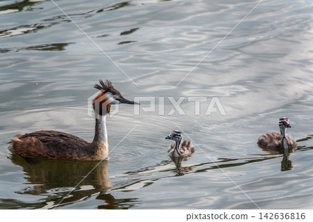 The waterfowl bird, great crested grebe with chick, swimming in the lake. The waterfowl bird, great crested grebe with chick, swimming in the lake. 142636816