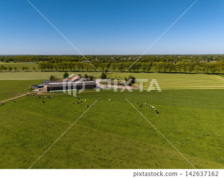 High angle wide horizontal aerial drone photograph of Holstein cows grazing, farmstead, slurry tank, silage bales, and hay windrows in rural Gelderland, Achterhoek, Netherlands on sunny spring day High angle wide horizontal aerial drone photograph of Holstein cows grazing, farmstead, slurry tank, silage bales, and hay windrows in rural Gelderland, Achterhoek, Netherlands on sunny spring day 142637162