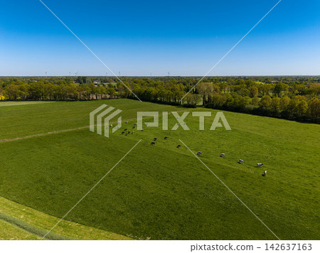 High angle wide horizontal aerial drone photograph of Holstein dairy cows grazing in green pasture, wind turbines, and tree lines in rural Gelderland, Achterhoek, Netherlands on sunny spring day High angle wide horizontal aerial drone photograph of Holstein dairy cows grazing in green pasture, wind turbines, and tree lines in rural Gelderland, Achterhoek, Netherlands on sunny spring day 142637163