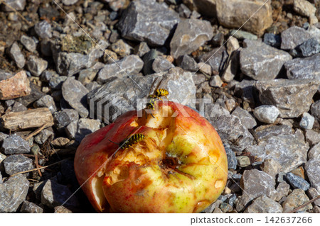 Wasps are eating a fallen apple. Wasps are eating a fallen apple. 142637266