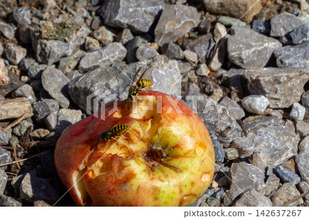 Wasps are eating a fallen apple. 142637267