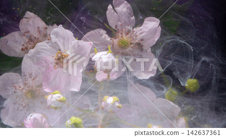 Closeup of pale pink blossom cluster with swirling translucent mist and soft bokeh 142637361