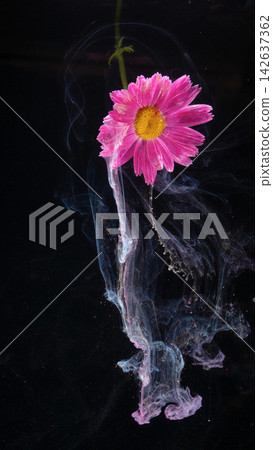 Pink daisy with yellow center suspended in swirling translucent ink against black background Pink daisy with yellow center suspended in swirling translucent ink against black background 142637362