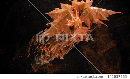 Floating red maple leaves suspended in dark liquid with swirling pigment trails and suspended particles 142637363