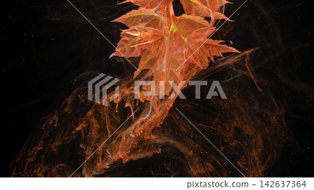 Orange autumn leaf submerged in swirling ink on black background, close up macro detail Orange autumn leaf submerged in swirling ink on black background, close up macro detail 142637364