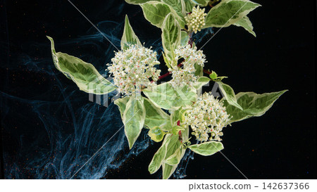 Variegated dogwood branch with clusters of small white blossoms against black background and swirling blue smoke Variegated dogwood branch with clusters of small white blossoms against black background and swirling blue smoke 142637366