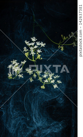 White wildflower umbrella suspended above dark blue ink swirls with sparkling flecks 142637381