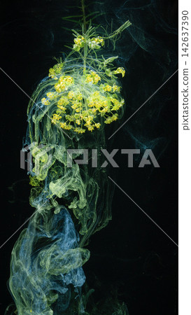 Yellow flower cluster suspended in swirling green and blue ink on black background Yellow flower cluster suspended in swirling green and blue ink on black background 142637390