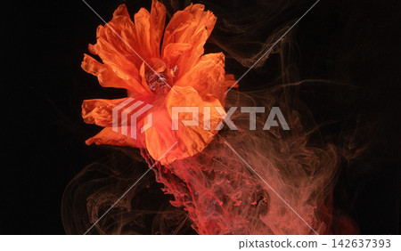 Closeup orange poppy bloom macro floating in dark water with swirling pigment clouds Closeup orange poppy bloom macro floating in dark water with swirling pigment clouds 142637393