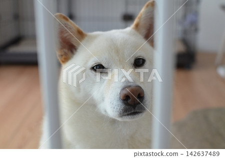 柴犬從柵欄後面看著我們(2) 柴犬從柵欄後面看著我們(2) 142637489