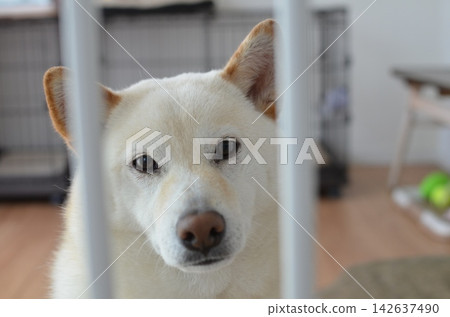 柴犬從柵欄後面看著我們① 柴犬從柵欄後面看著我們① 142637490